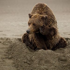 Preview wallpaper bear, sand, sitting, wet