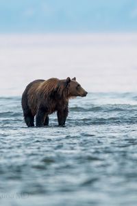 Preview wallpaper bear, sea, walk, animal