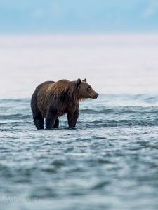 Preview wallpaper bear, sea, walk, animal