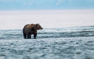 Preview wallpaper bear, sea, walk, animal