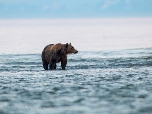 Preview wallpaper bear, sea, walk, animal