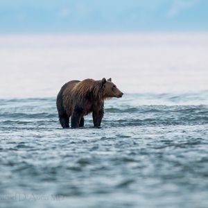 Preview wallpaper bear, sea, walk, animal