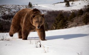 Preview wallpaper bear, shadow, snow, brown