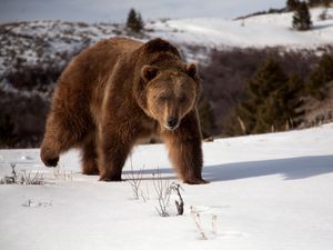 Preview wallpaper bear, shadow, snow, brown