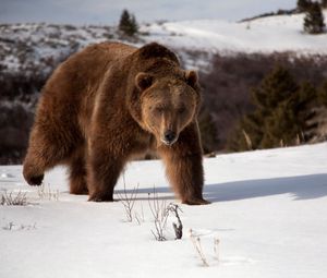 Preview wallpaper bear, shadow, snow, brown