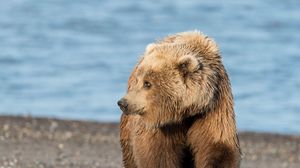 Preview wallpaper bear, shore, walk, shadow