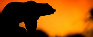 Preview wallpaper bear, silhouette, vector, sunset