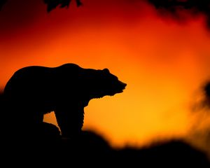 Preview wallpaper bear, silhouette, vector, sunset