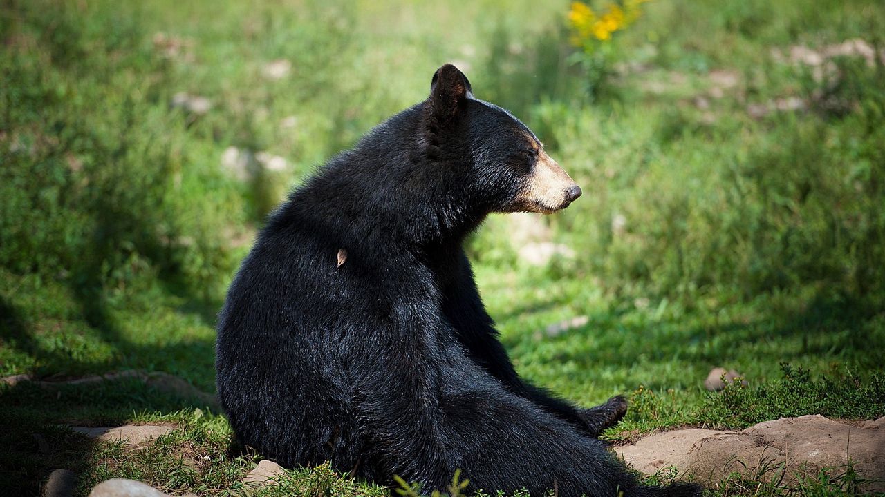 Wallpaper bear, sitting, waiting, grass