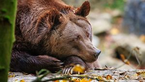 Preview wallpaper bear, sleep, leaves