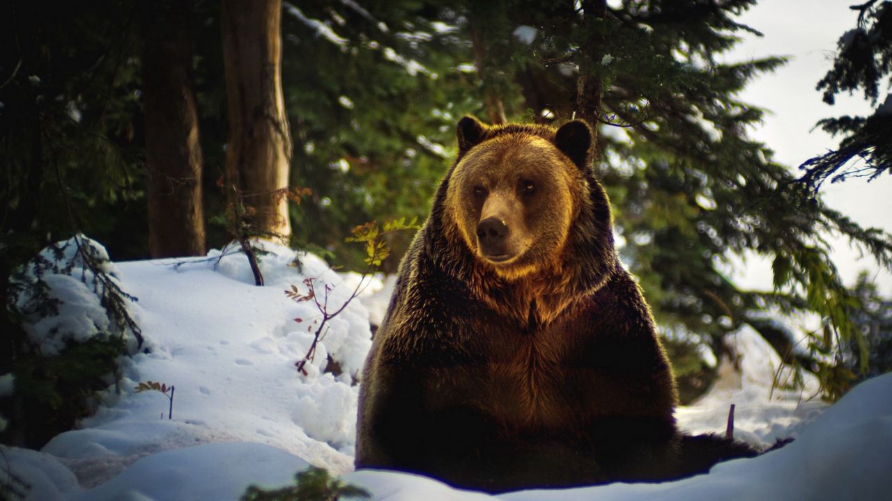 Wallpaper bear, snow, forest