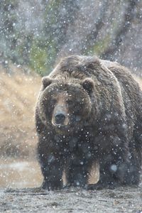 Preview wallpaper bear, snow, kamchatka