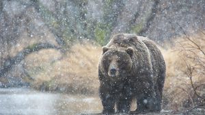 Preview wallpaper bear, snow, kamchatka