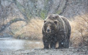 Preview wallpaper bear, snow, kamchatka