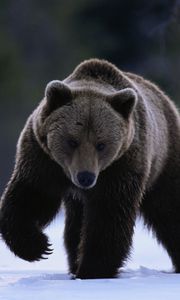 Preview wallpaper bear, snow, walk, beast