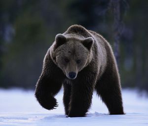 Preview wallpaper bear, snow, walk, beast