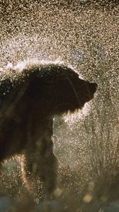 Preview wallpaper bear, spray, snow, fur