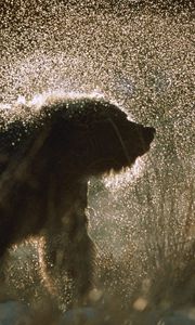 Preview wallpaper bear, spray, snow, fur