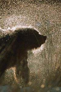 Preview wallpaper bear, spray, snow, fur