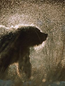 Preview wallpaper bear, spray, snow, fur