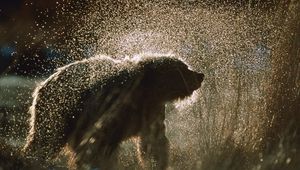 Preview wallpaper bear, spray, snow, fur