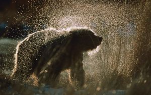 Preview wallpaper bear, spray, snow, fur