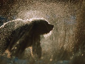 Preview wallpaper bear, spray, snow, fur