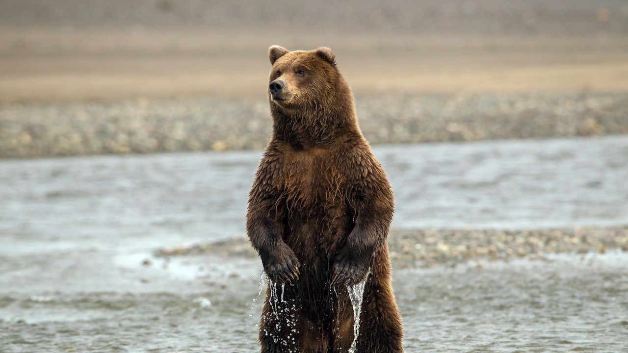 Wallpaper bear, stand, sea, wet