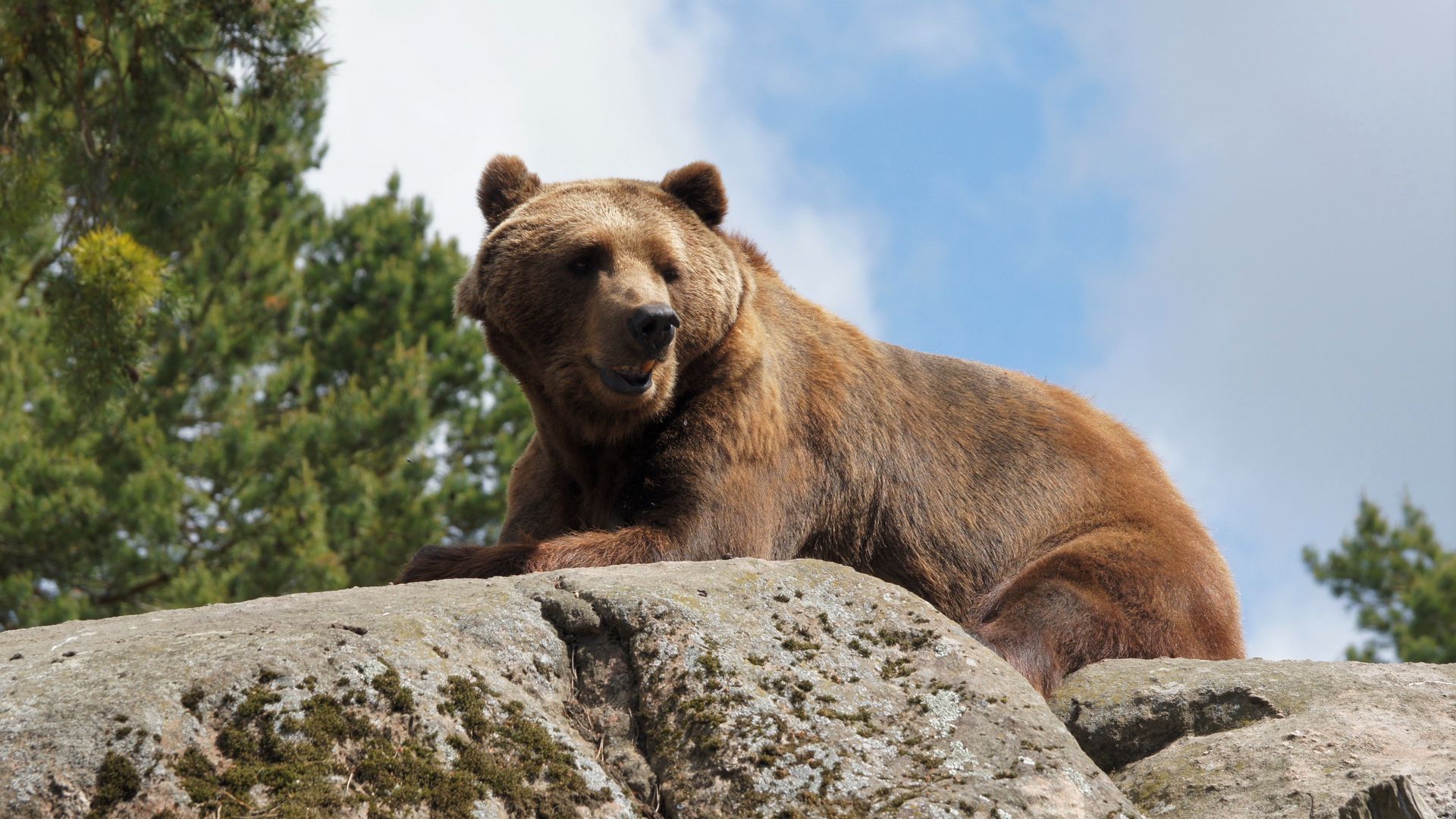 Bear stone. Каменный медведь. Солнечный медведь. Обои с медвежатами. Камчатский медведь на камнях.