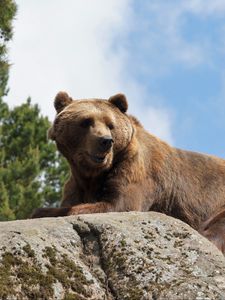 Preview wallpaper bear, stone, animal, wildlife