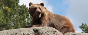 Preview wallpaper bear, stone, animal, wildlife