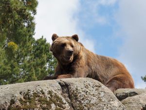 Preview wallpaper bear, stone, animal, wildlife