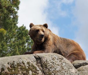 Preview wallpaper bear, stone, animal, wildlife