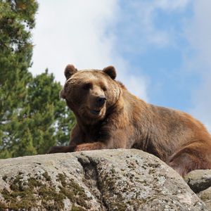 Preview wallpaper bear, stone, animal, wildlife