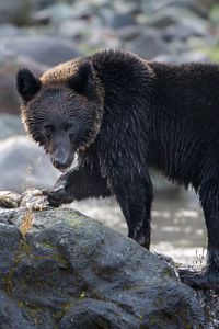 Preview wallpaper bear, stone, river