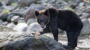 Preview wallpaper bear, stone, river