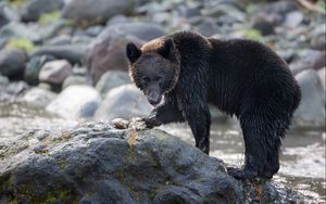 Preview wallpaper bear, stone, river