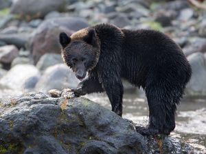 Preview wallpaper bear, stone, river