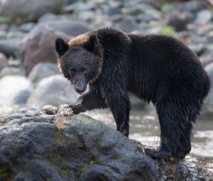 Preview wallpaper bear, stone, river