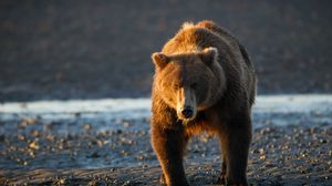 Preview wallpaper bear, sunset, water, rocks