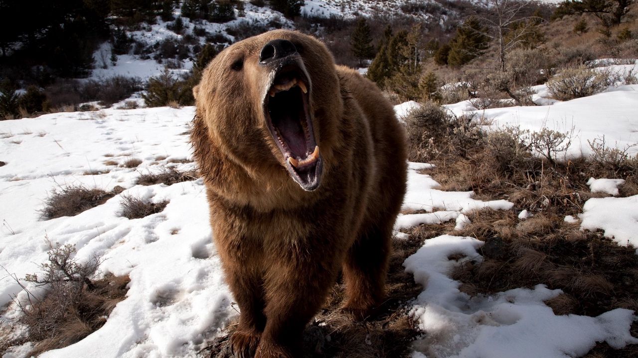 Wallpaper bear, teeth, angry, snow, brown, winter