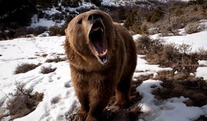 Preview wallpaper bear, teeth, angry, snow, brown, winter