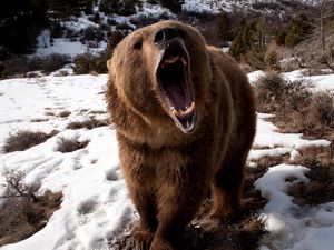 Preview wallpaper bear, teeth, angry, snow, brown, winter