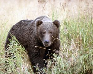 Preview wallpaper bear, thickets, grass