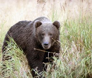 Preview wallpaper bear, thickets, grass