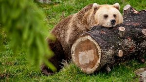 Preview wallpaper bear, timber, lying, rest