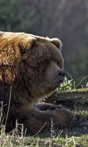 Preview wallpaper bear, timber, thick, lying