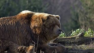 Preview wallpaper bear, timber, thick, lying