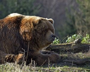 Preview wallpaper bear, timber, thick, lying