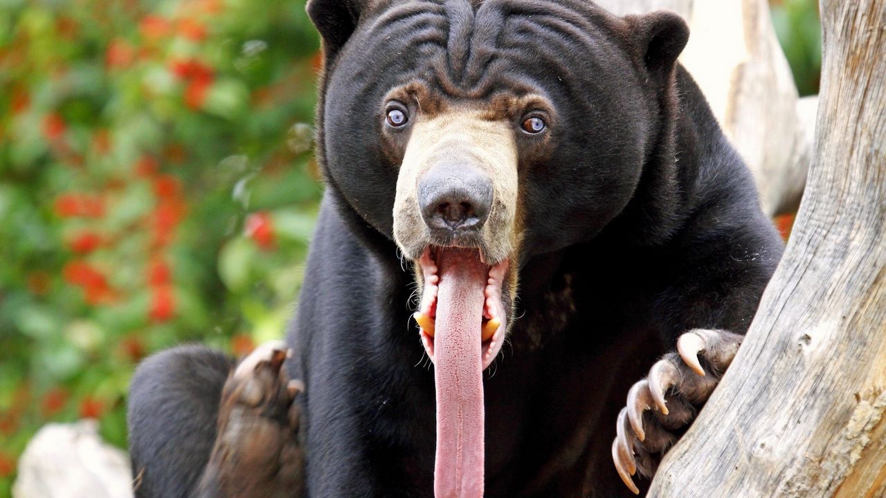 Wallpaper bear, tongue, color, surprise, long tongue